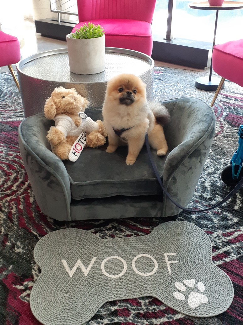 HOTEL10 is petfriendly